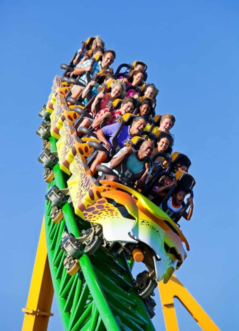 Cheetah Hunt 6