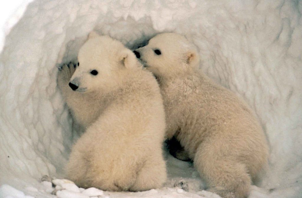 Polar bear cubs in the snow
