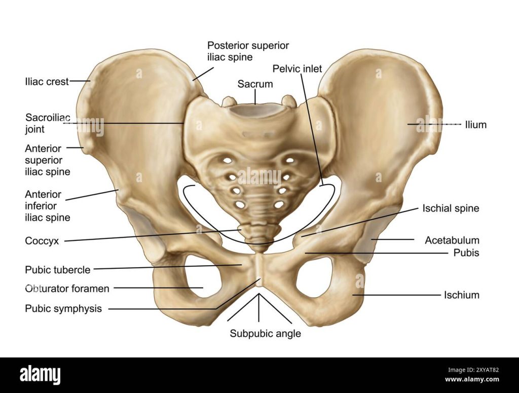 anatomy of human pelvic bone 2XYAT82