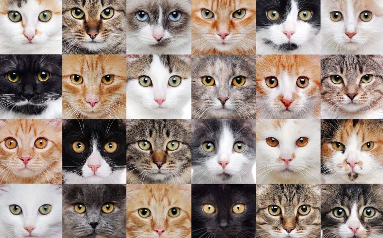 breeds 1800x
