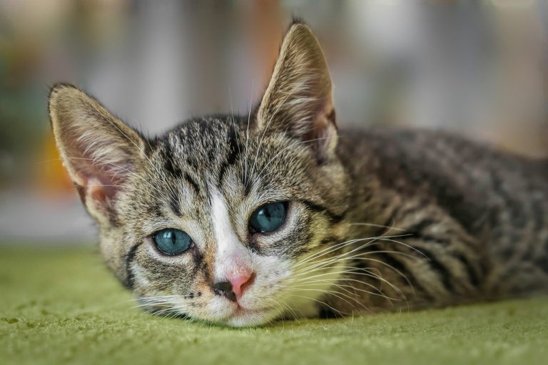 european shorthair 8601492 1280