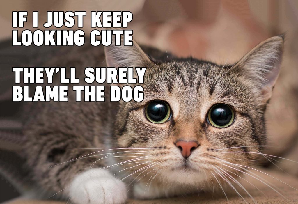 funny cat memes pictures d8lv0mys8gq9qnwd 1