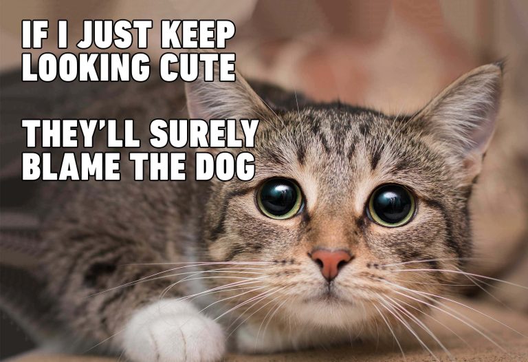 funny cat memes pictures d8lv0mys8gq9qnwd