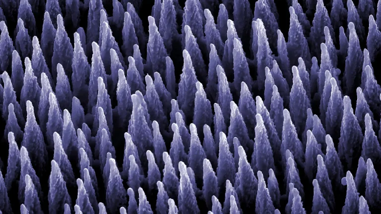 WebsiteWebP XL FMATS Main20Visual Purple Website