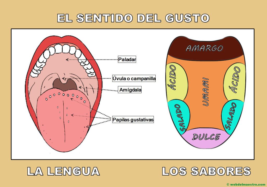 esquema gusto