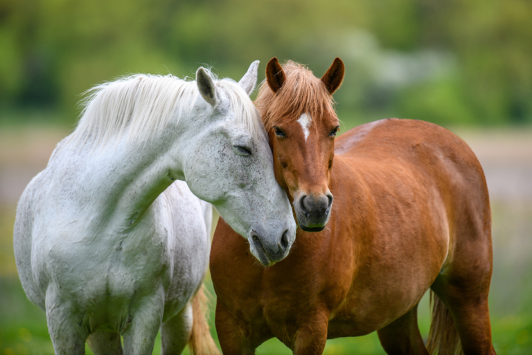 how environment affects horse behavior featured 9